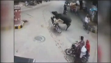 Bufalo motosikletliye böyle çarptı