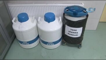 Türkiye'nin ilk keçi sperm bankası kuruldu