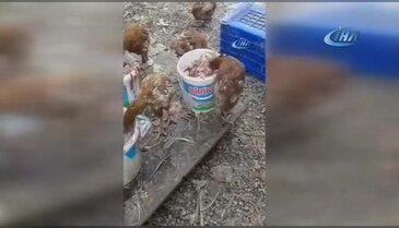 Ruhsatsız tavuk çiftliğine baskın