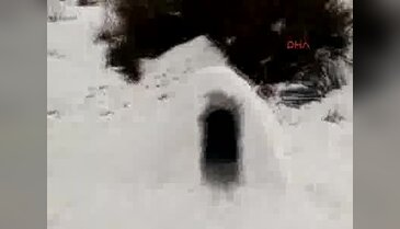 Denizli'deki o evi gören Sibirya sandı