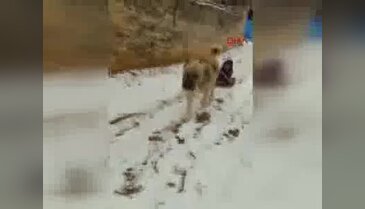 Köpeğine kızak takıp oğlunu gezdirdi
