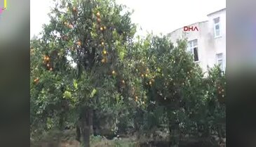 Yağmurda dökülen portakal bahçede kaldı