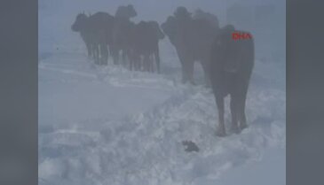 Buz tutmuş gölde mandaların beslenmesini sualtından görüntülediler