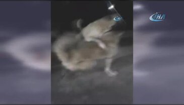 Köpek dövüştürüp sosyal medyada paylaşan kişiye 5 bin lira ceza