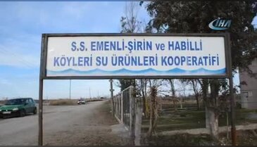 Bafra'da kanatlı hayvan ölümleri
