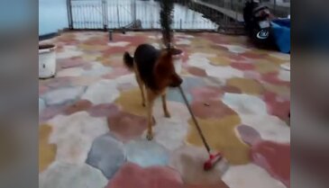 Yerleri süpüren köpek şaşırtıyor