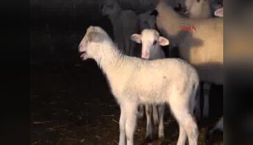 Bursa'da ahırda sıra gecesi