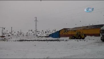 Aç kalan kuşlar çareyi yem fabrikasına sığınmakta buldu
