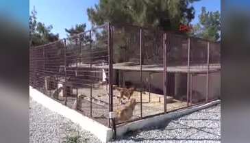 Paylaşılamayan 'Golden çetesi'nin yeni adresi barınak oldu