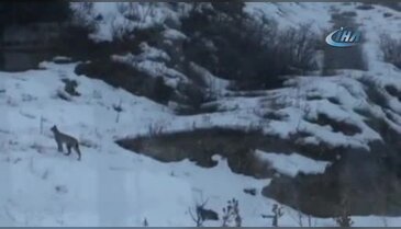 Bayburt'ta vaşak görüntülendi