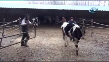 Bursa'da iki mahalleye şap karantinası