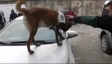 Bursa'da otomobilin yakıt deposundaki uyuşturucuyu "Alfa" buldu