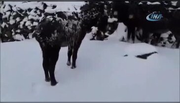 Yürek sızlatan görüntü... Eşekler soğuktan dondu!
