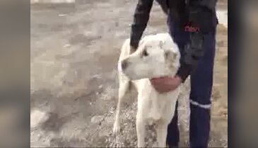 Çobanın eziyet ettiği köpeği hayvansever sahiplendi