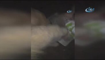 İstanbul Arnavutköy'de köpek vahşeti
