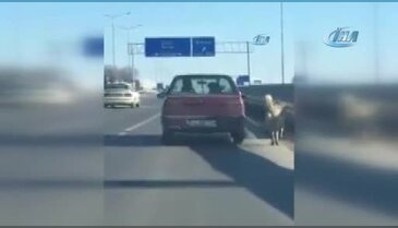 Köpeğe akılalmaz işkence! Kilometrelerce böyle koşturdu
