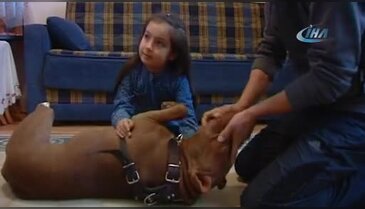 Pitbull ile 8 yaşındaki kızın dostluğu ilgi çekiyor