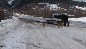 Köpeklere yardım için her gün 50 kilometre gidiyor