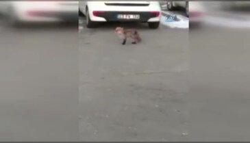 Aç kalan tilkiler kent merkezine indi