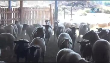 Türkiye'deki çobanlar Bursa'da buluşacak