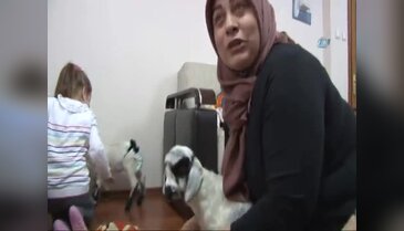 Kuzuları evinde besliyor