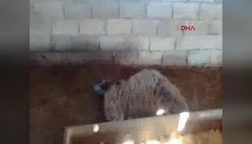 Şanlıurfa'da 90 koyun telef oldu