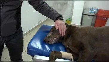 Bursa'da köpeğe son teknolojiyle burun ameliyatı