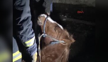 Bursa'da foseptiğe düşen yarış atını itfaiye kurtardı