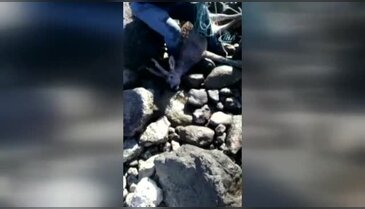 Denize düşen yaralı karacayı kurtarıp sırtında taşıdı