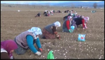 'Beyaz altın'ın ekimi başladı