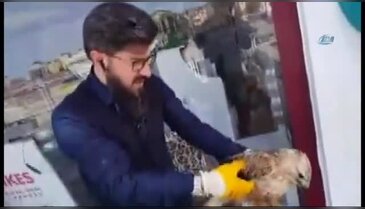 Konya'da uçamayan kartala yardım eli