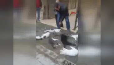 Antalya'da kedi katliamı