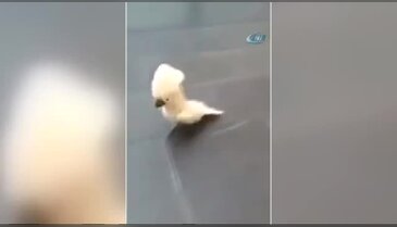 Bu papağan havlıyor