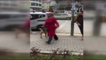 Köpek insanlığa trafik dersi verdi