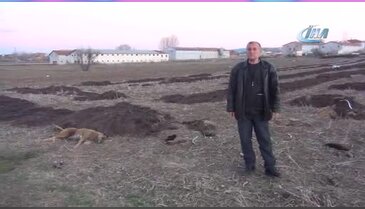 Sahipsiz köpeklerin öldürüldüğü iddiası