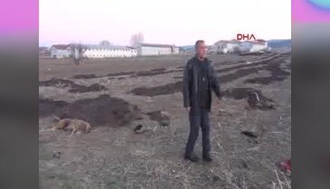 Kütahya'da köpek katliamı