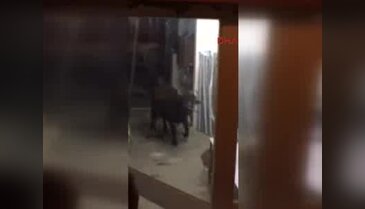 İşyerine giren manda korkuttu!