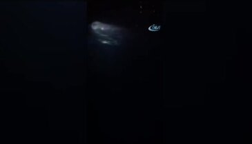 Dev balina balıkçı teknesine çarptı
