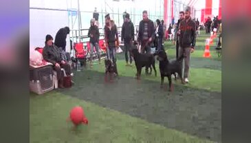 Köpeklerinin en iyi olması için mücadele ettiler