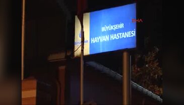 'Kuyu' köpekle ile ilgili flaş iddia
