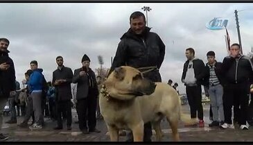 Köpekli müdahaleye kangallı tepki!