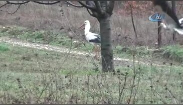Bursa'nın göçmen misafirleri geldi