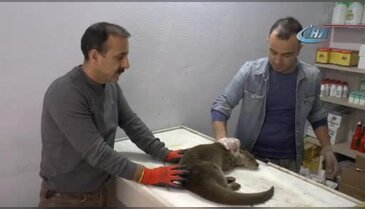 Kırmızı listedeki yaralı "Su Samuru" tedavi altına alındı