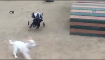 Felçli köpeğe 'tekerlekli' çözüm