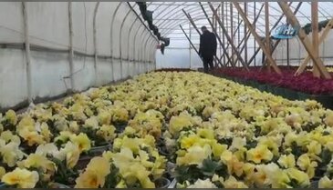 Bursa Uludağ'ın tohumları altından değerli