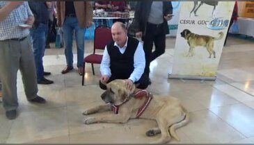 Aksaray malaklısı Bursa'da ilgi odağı oldu