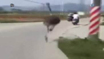 Çin'de bir deve kuşu firar etti