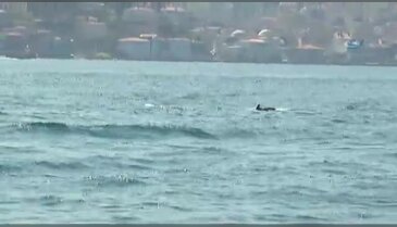 İstanbul Boğazı'na yunus akını