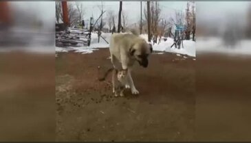 Kedi ve köpeğin gülümseten dostluğu