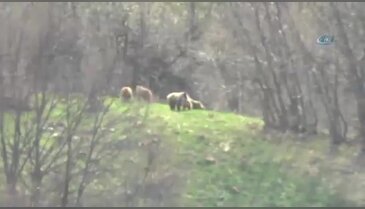 Tunceli'de anne ve yavru ayılar görüntülendi